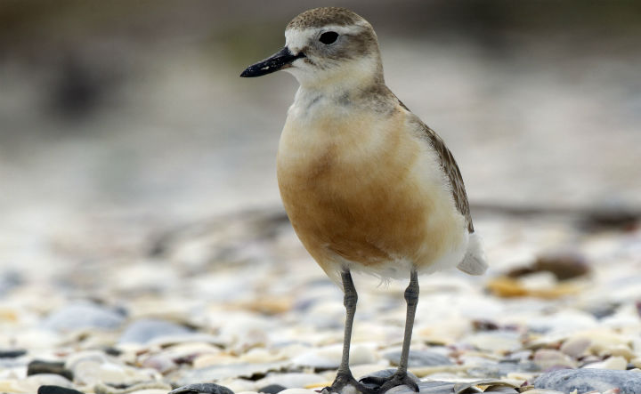A dotterel at one of the bird roosts on the Watercare Coastal Walkway